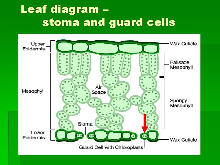 Leaf diagram – stoma and guard cells 