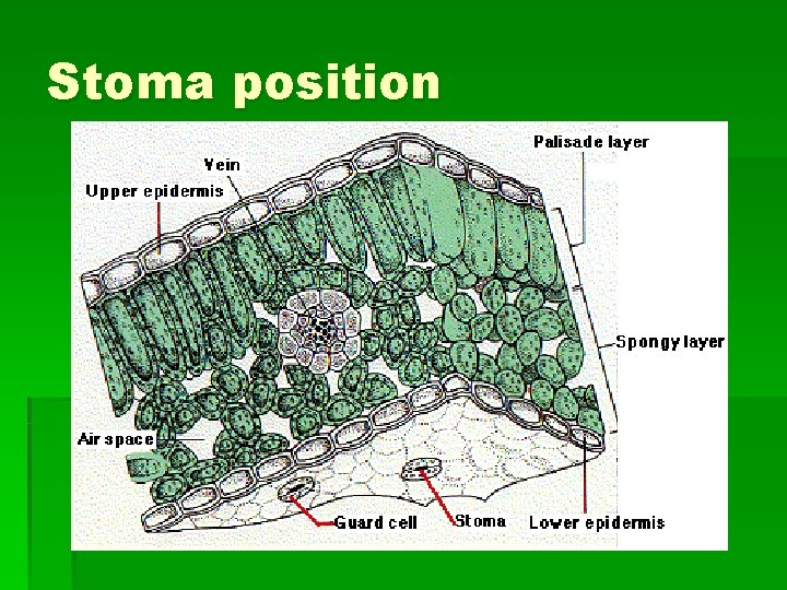 Stoma position 