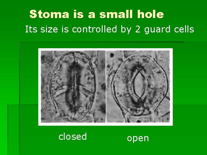 Stoma is a small hole Its size is controlled by 2 guard cells closed