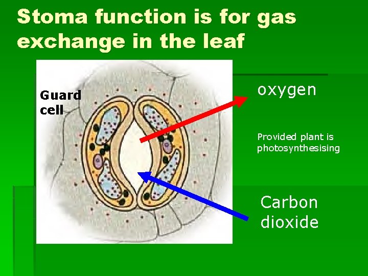 Stoma function is for gas exchange in the leaf Guard cell oxygen Provided plant