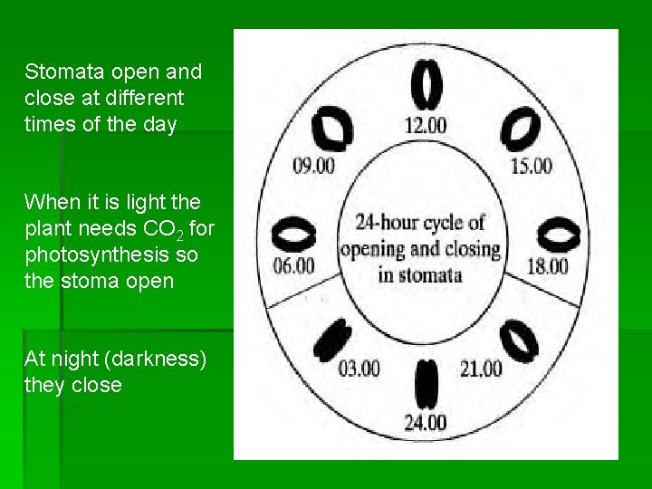 Stomata open and close at different times of the day When it is light