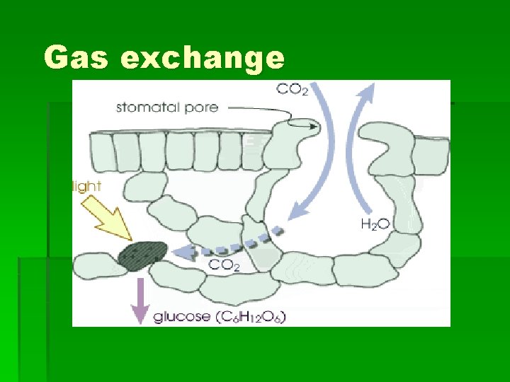 Gas exchange 