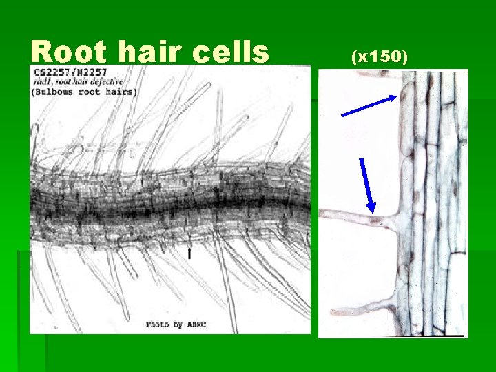Root hair cells (x 150) 