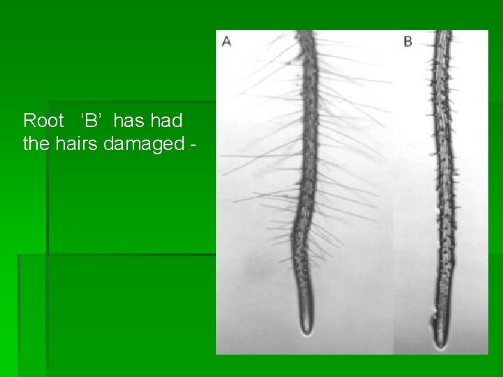 Root ‘B’ has had the hairs damaged - 