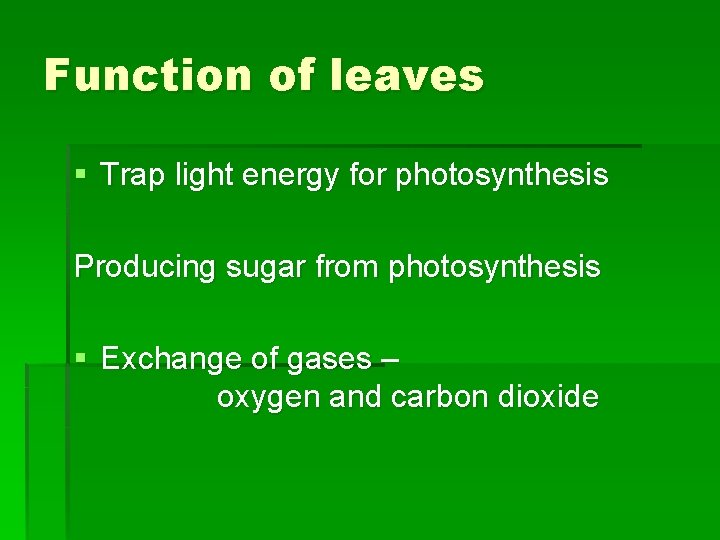 Function of leaves § Trap light energy for photosynthesis Producing sugar from photosynthesis §