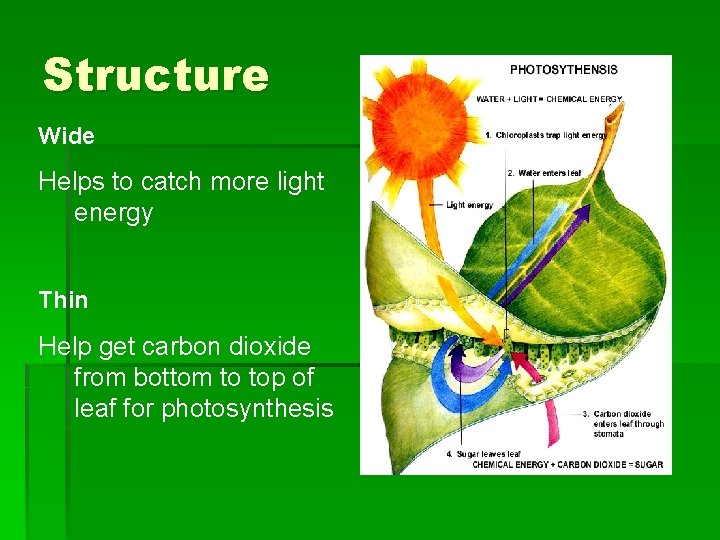 Structure Wide Helps to catch more light energy Thin Help get carbon dioxide from