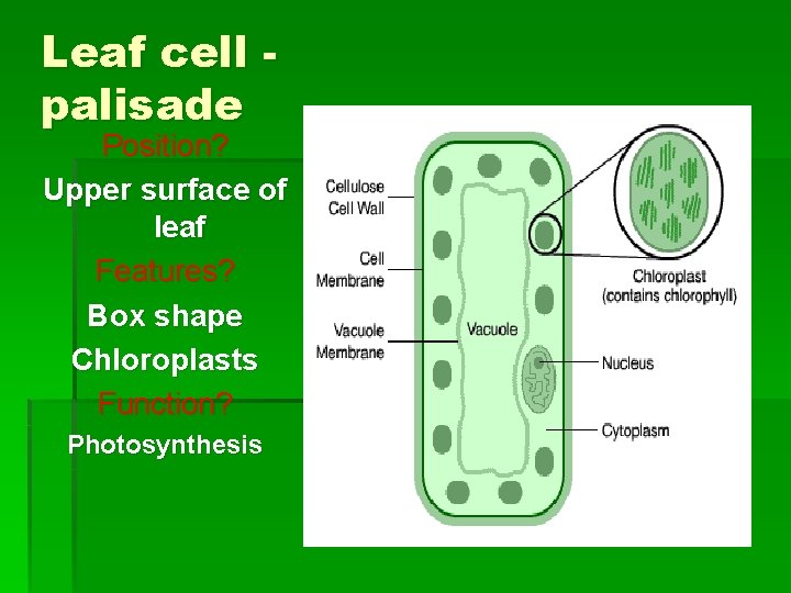 Leaf cell palisade Position? Upper surface of leaf Features? Box shape Chloroplasts Function? Photosynthesis