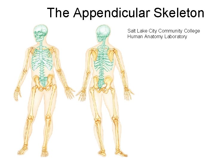 The Appendicular Skeleton Salt Lake City Community College Human Anatomy Laboratory 