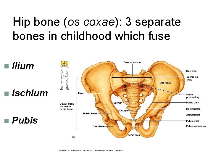 Hip bone (os coxae): 3 separate bones in childhood which fuse n Ilium n