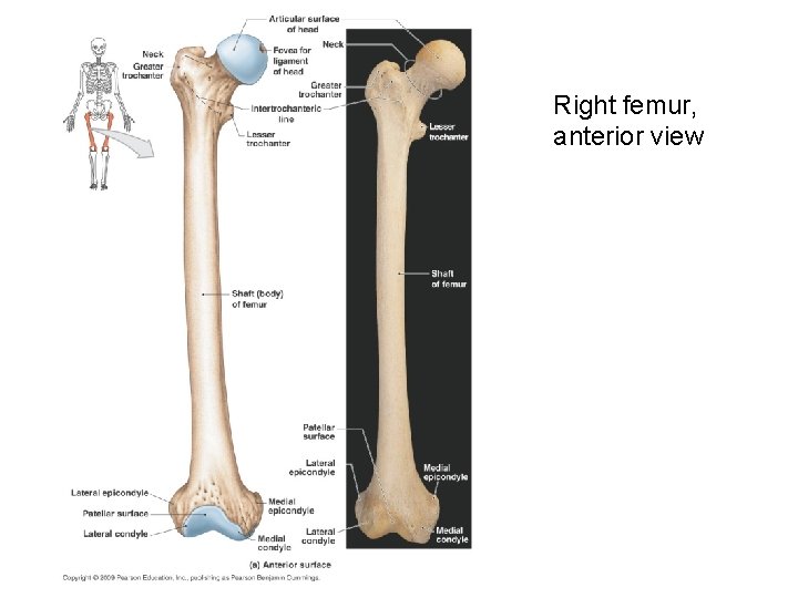 Right femur, anterior view 