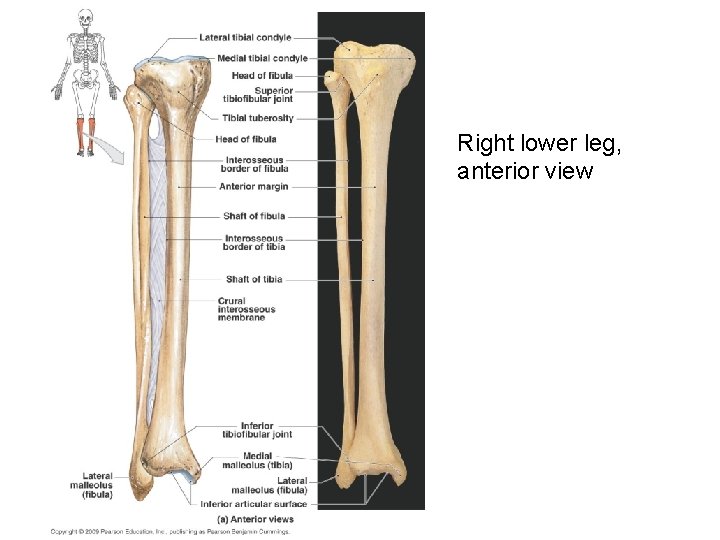 Right lower leg, anterior view 