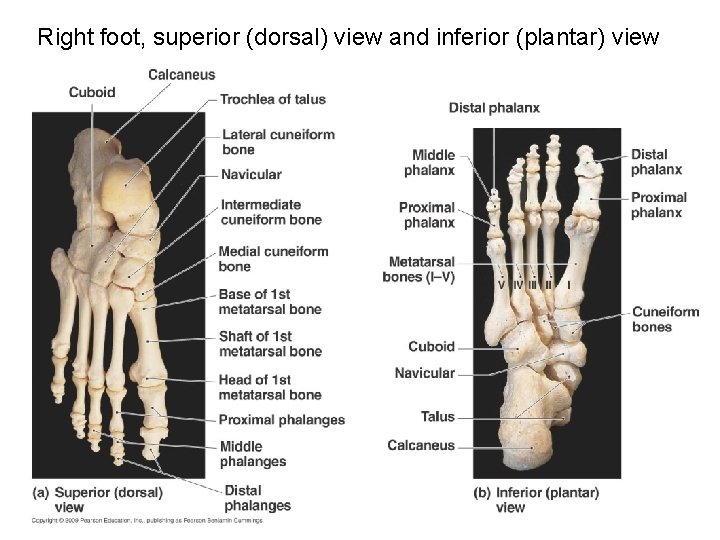 Right foot, superior (dorsal) view and inferior (plantar) view 