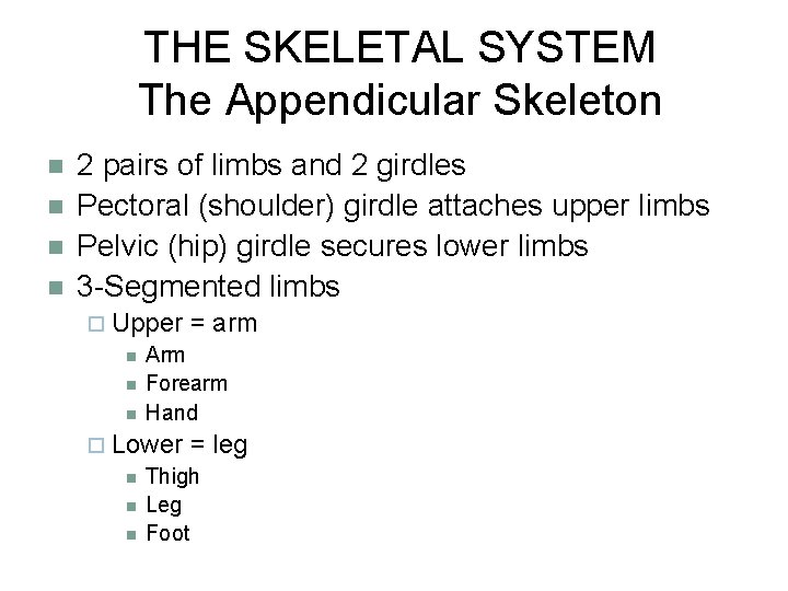 THE SKELETAL SYSTEM The Appendicular Skeleton n n 2 pairs of limbs and 2