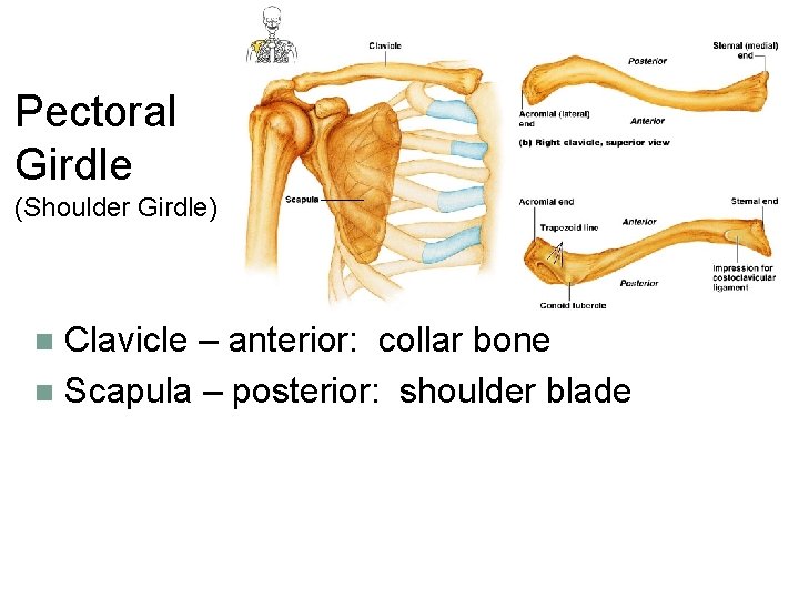Pectoral Girdle (Shoulder Girdle) Clavicle – anterior: collar bone n Scapula – posterior: shoulder