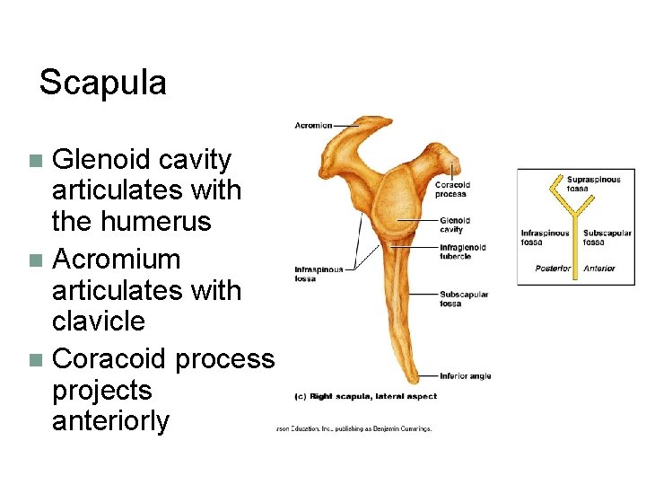 Scapula Glenoid cavity articulates with the humerus n Acromium articulates with clavicle n Coracoid