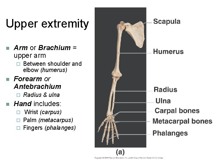 Upper extremity n Arm or Brachium = upper arm ¨ n Forearm or Antebrachium