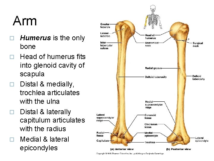Arm ¨ ¨ ¨ Humerus is the only bone Head of humerus fits into