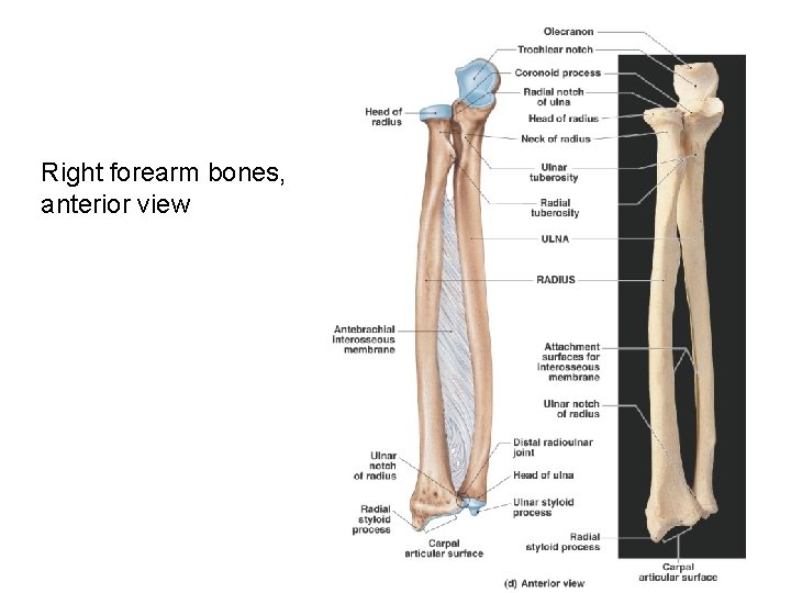 Right forearm bones, anterior view 