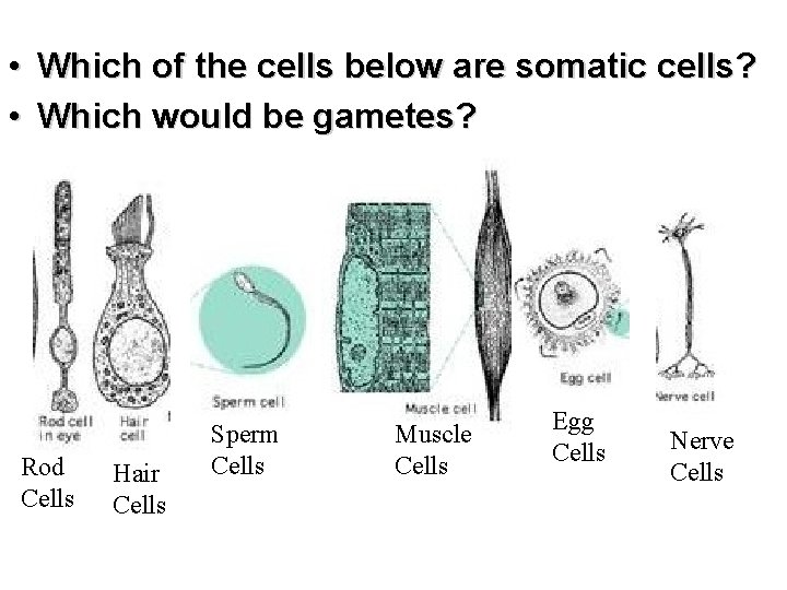  • Which of the cells below are somatic cells? • Which would be