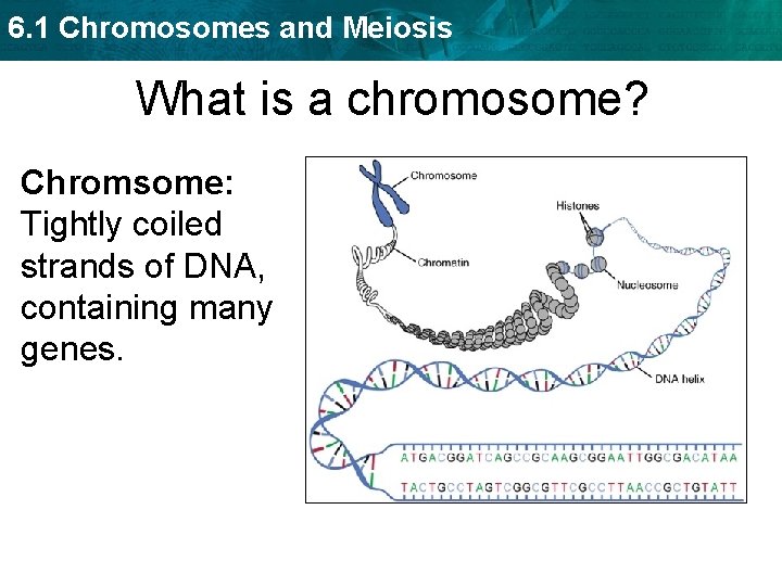 6. 1 Chromosomes and Meiosis What is a chromosome? Chromsome: Tightly coiled strands of