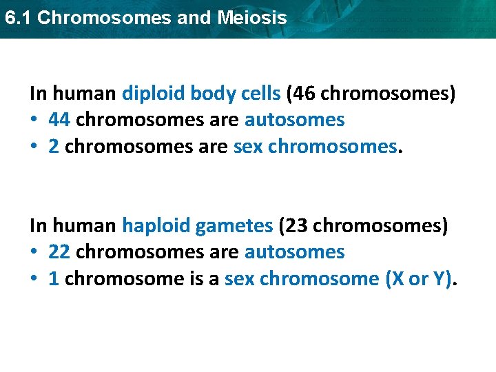 6. 1 Chromosomes and Meiosis In human diploid body cells (46 chromosomes) • 44