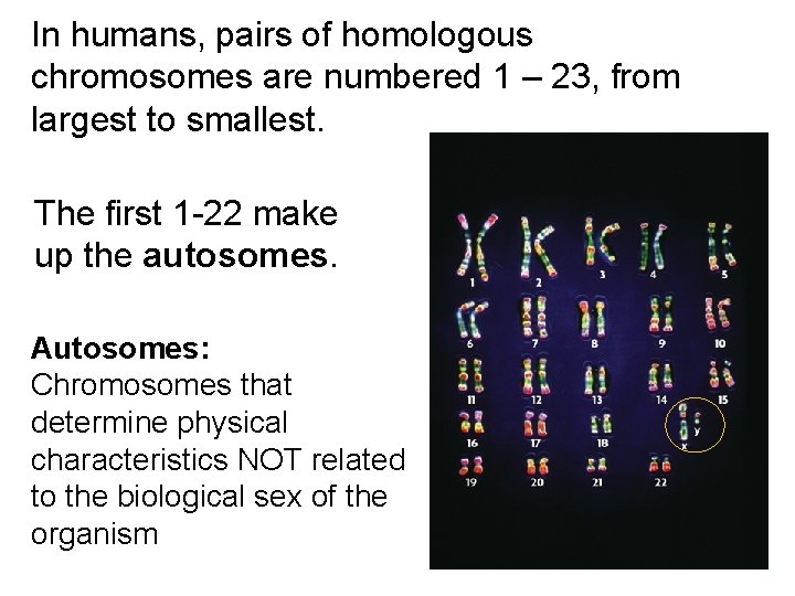 In humans, pairs of homologous chromosomes are numbered 1 – 23, from largest to