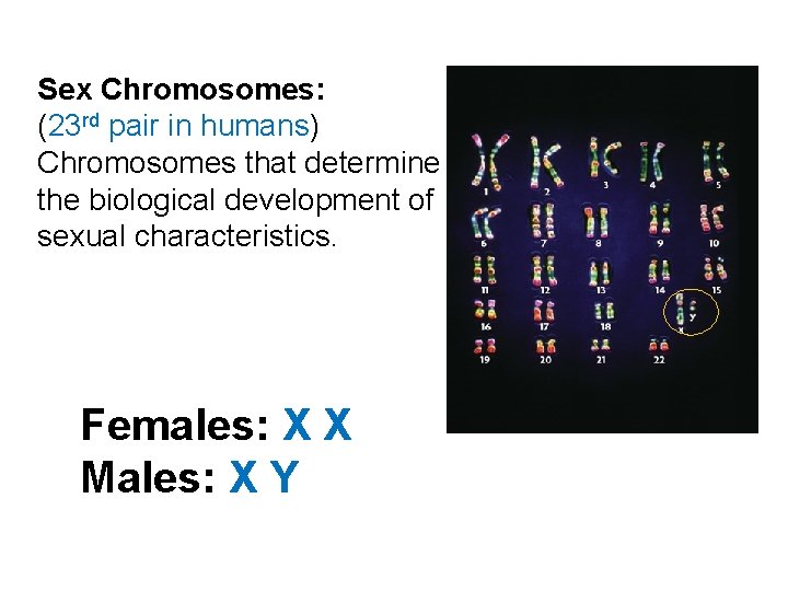 Sex Chromosomes: (23 rd pair in humans) Chromosomes that determine the biological development of