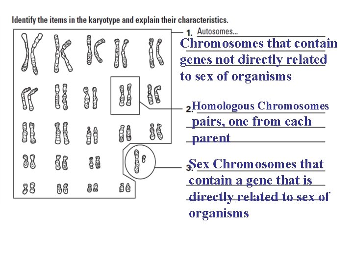 Chromosomes that contain genes not directly related to sex of organisms Homologous Chromosomes pairs,
