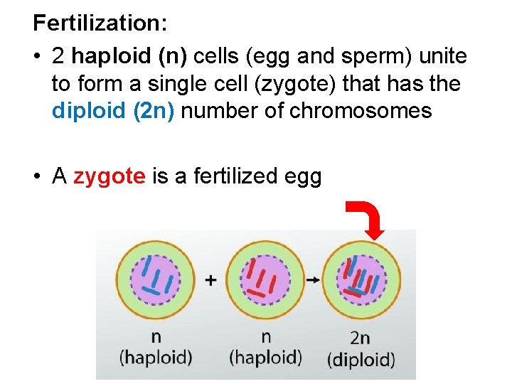 Fertilization: • 2 haploid (n) cells (egg and sperm) unite to form a single