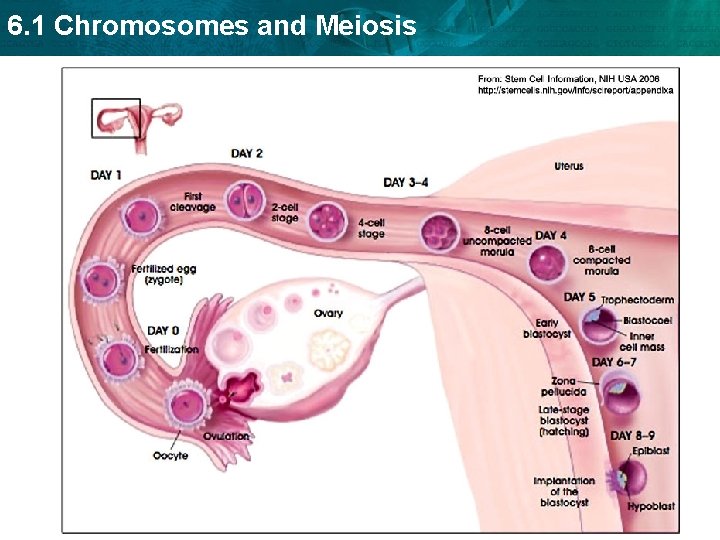 6. 1 Chromosomes and Meiosis 
