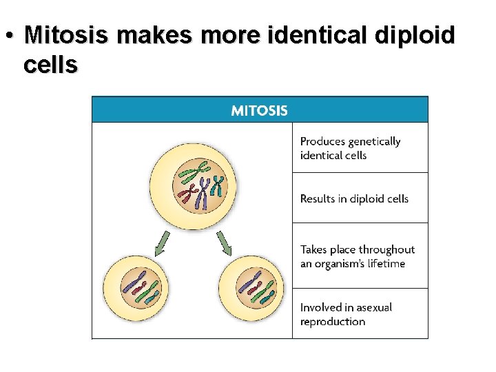  • Mitosis makes more identical diploid cells 