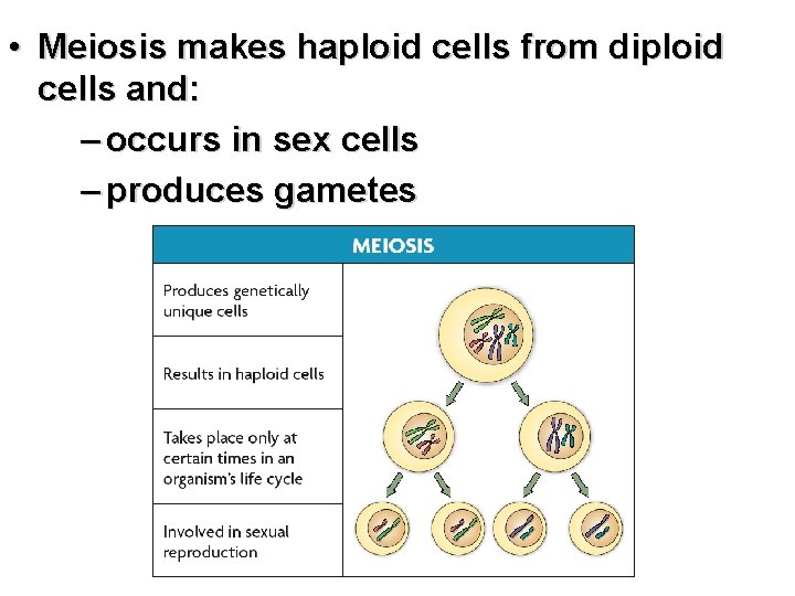  • Meiosis makes haploid cells from diploid cells and: – occurs in sex