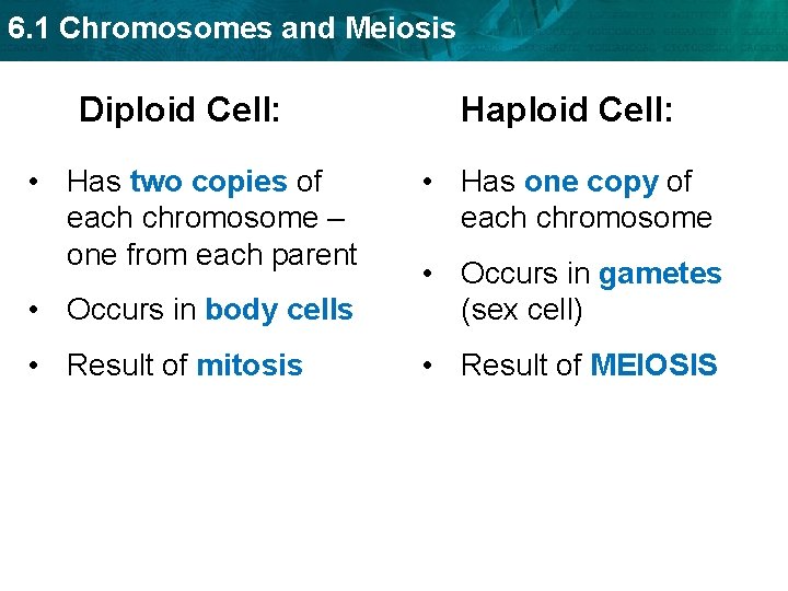 6. 1 Chromosomes and Meiosis Diploid Cell: • Has two copies of each chromosome