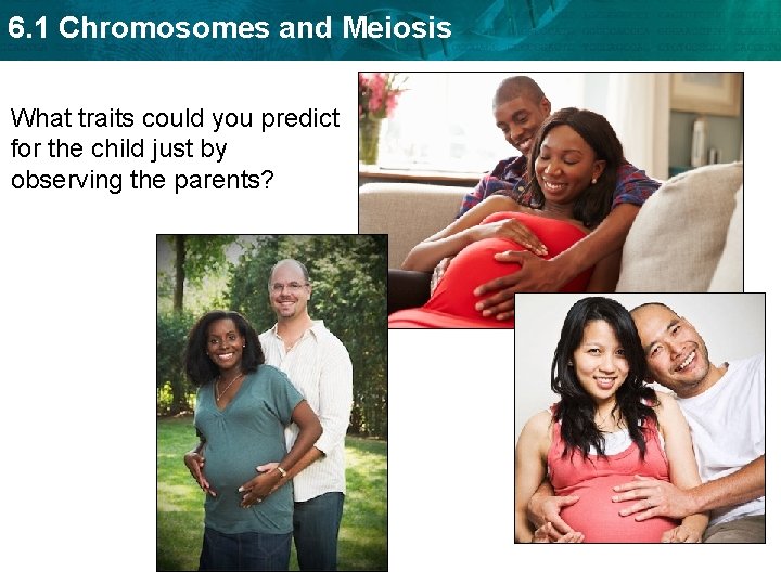 6. 1 Chromosomes and Meiosis What traits could you predict for the child just