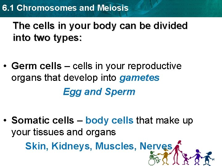 6. 1 Chromosomes and Meiosis The cells in your body can be divided into