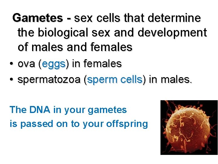  Gametes - sex cells that determine the biological sex and development of males