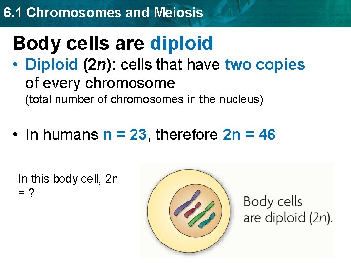 6. 1 Chromosomes and Meiosis Body cells are diploid • Diploid (2 n): cells