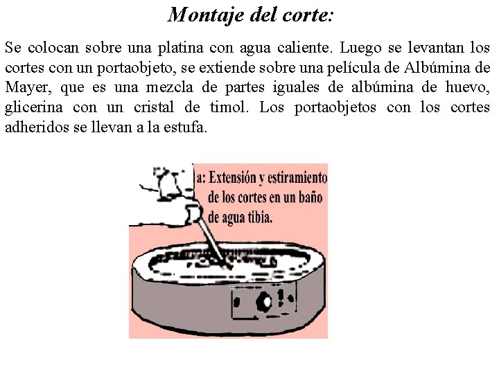 Montaje del corte: Se colocan sobre una platina con agua caliente. Luego se levantan Montaje del corte: Se colocan sobre una platina con agua caliente. Luego se levantan