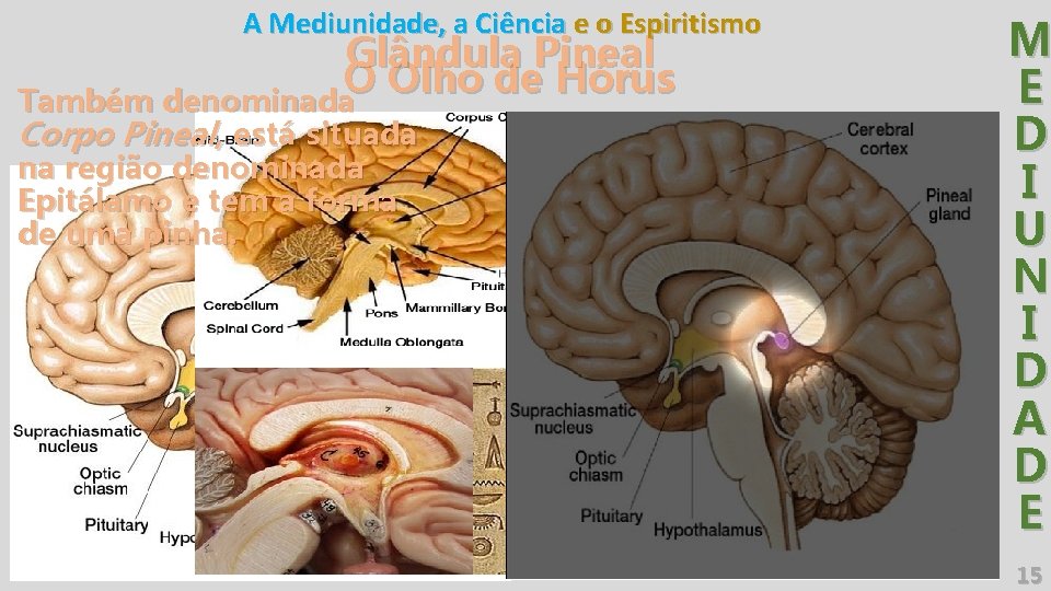 A Mediunidade, a Ciência e o Espiritismo Glândula Pineal O Olho de Hórus Também