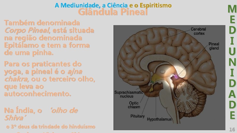 A Mediunidade, a Ciência e o Espiritismo Glândula Pineal Também denominada Corpo Pineal, está