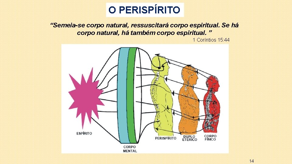 O PERISPÍRITO “Semeia-se corpo natural, ressuscitará corpo espiritual. Se há corpo natural, há também