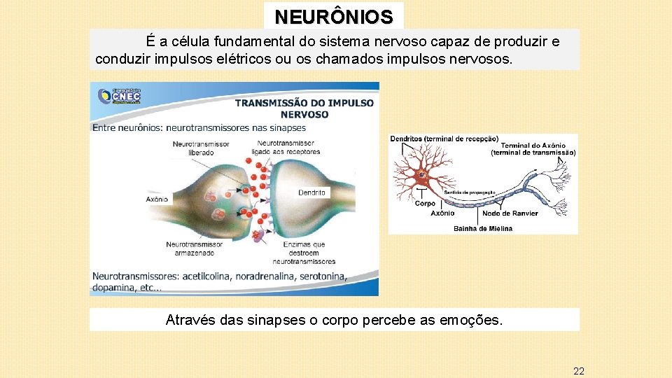 NEURÔNIOS É a célula fundamental do sistema nervoso capaz de produzir e conduzir impulsos