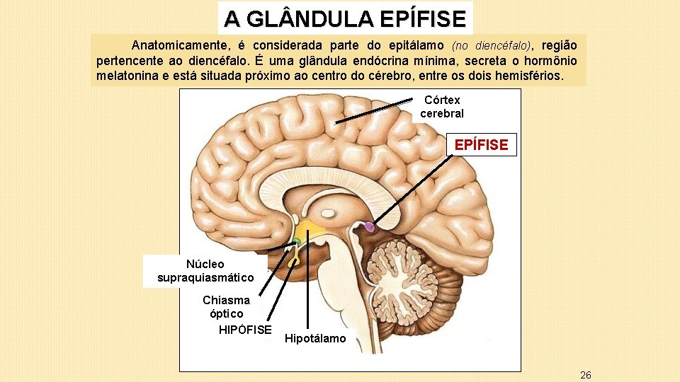A GL NDULA EPÍFISE Anatomicamente, é considerada parte do epitálamo (no diencéfalo), região pertencente