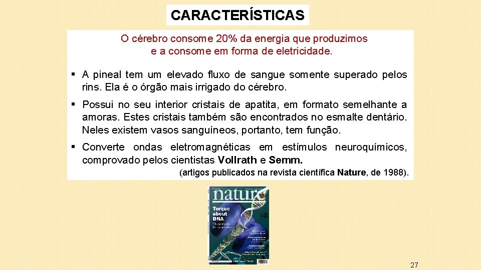 CARACTERÍSTICAS O cérebro consome 20% da energia que produzimos e a consome em forma