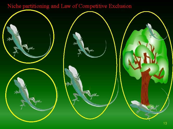 Niche partitioning and Law of Competitive Exclusion 13 