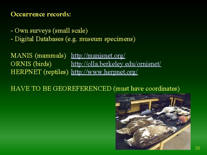 Occurrence records: - Own surveys (small scale) - Digital Databases (e. g. museum specimens)