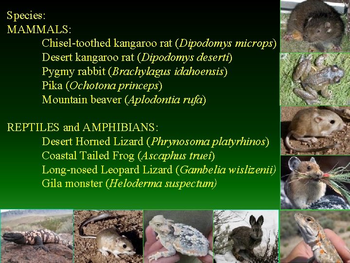 Species: MAMMALS: Chisel-toothed kangaroo rat (Dipodomys microps) Desert kangaroo rat (Dipodomys deserti) Pygmy rabbit