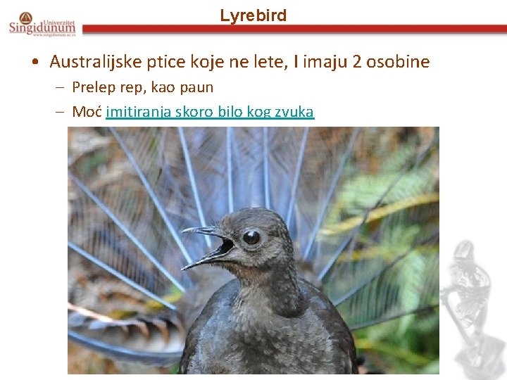 Lyrebird • Australijske ptice koje ne lete, I imaju 2 osobine – Prelep rep,