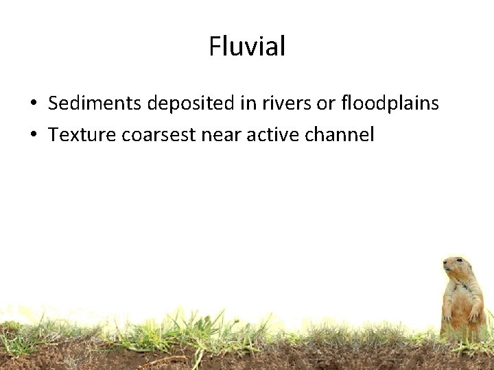 Fluvial • Sediments deposited in rivers or floodplains • Texture coarsest near active channel Fluvial • Sediments deposited in rivers or floodplains • Texture coarsest near active channel