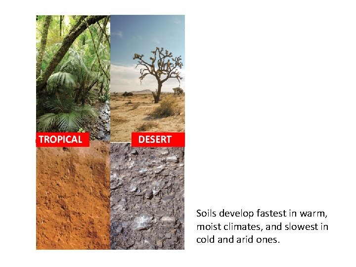 Soils develop fastest in warm, moist climates, and slowest in cold and arid ones. Soils develop fastest in warm, moist climates, and slowest in cold and arid ones.